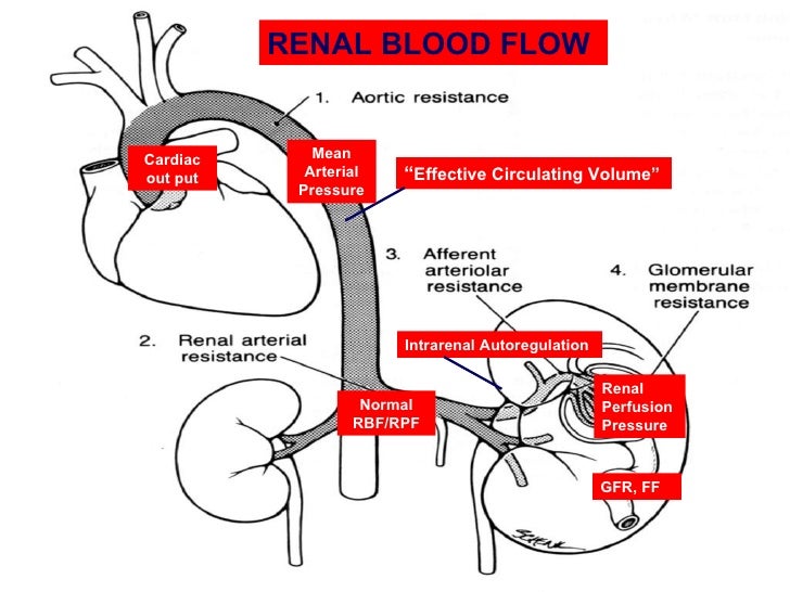 20 Saxena Acute Renal Failure
