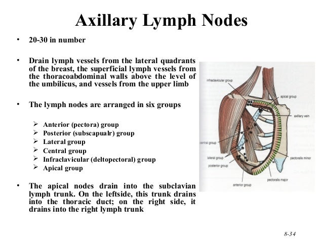 210 upper limb rs updated