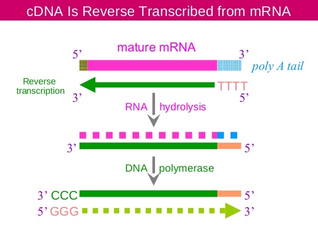 reverse transcriptase