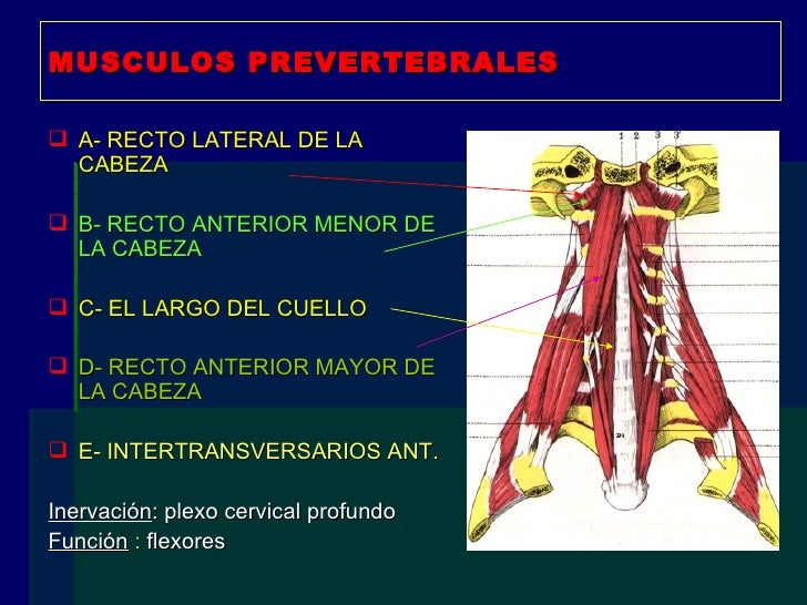Musculos De La Region Prevertebral