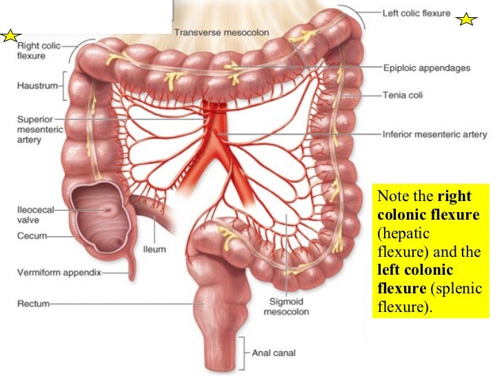 Digestive Part 2