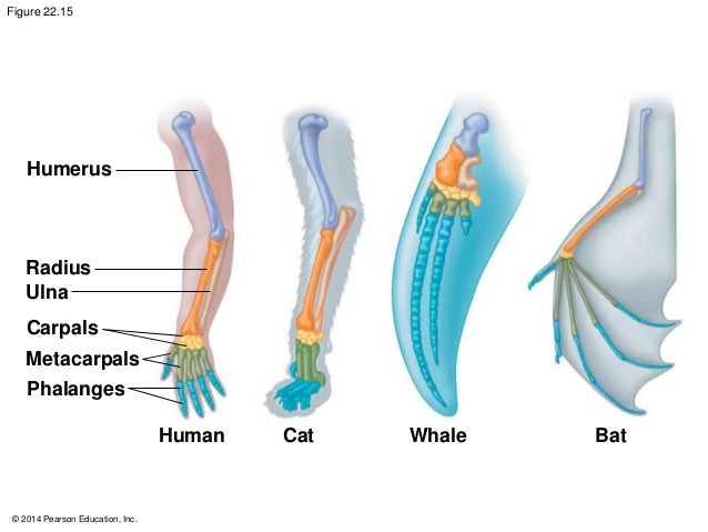 22 lecture BIOL 1010-30 Gillette College