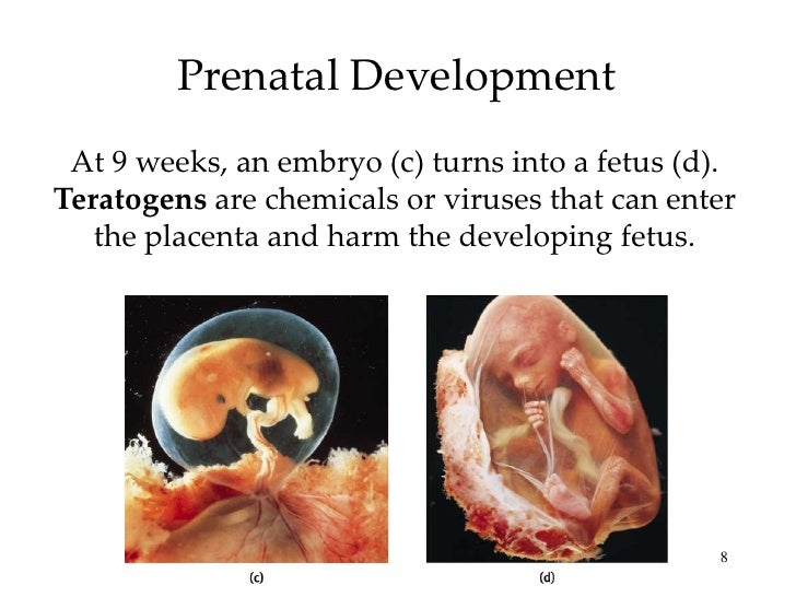 Introductory Psychology Development I (Prenatal & Child)