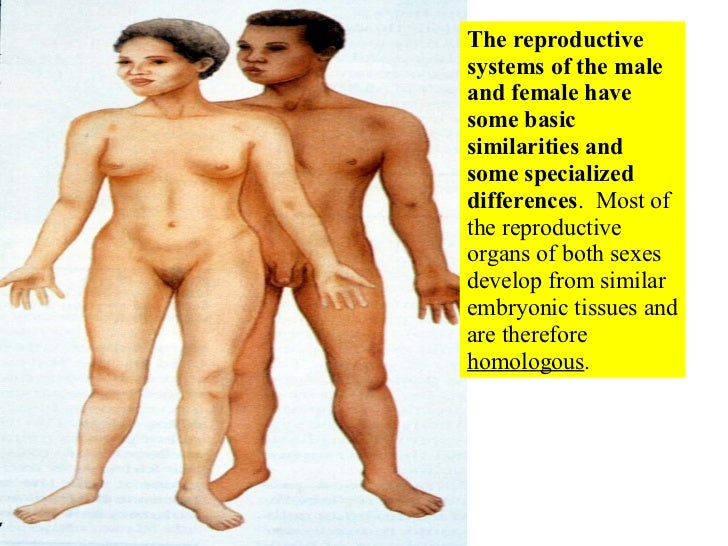 Sex intercourse between male and female