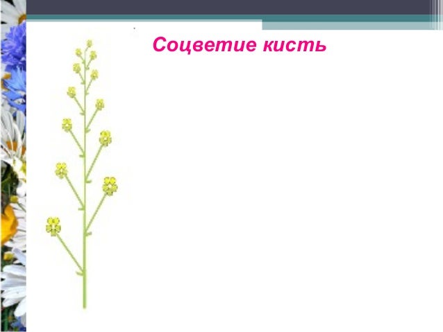 Что такое правильный и неправильный цветок Что такое правильный и неправильный цветок