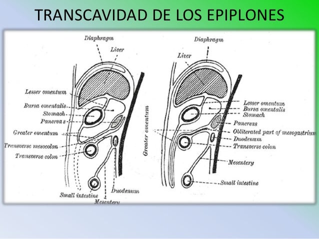 vestibulo de la transcavidad de los epiplones 25 peritoneo e irrigacion vestibulo de la transcavidad de los epiplones 25 peritoneo e irrigacion