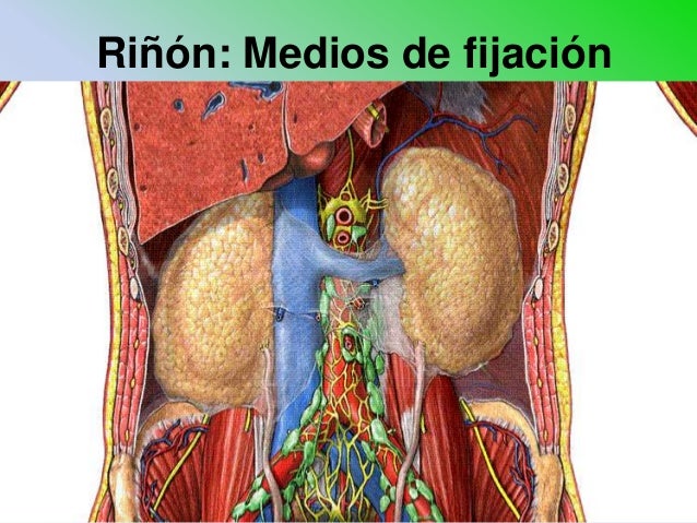 Medio De Fijacion De Los Riñones es.slideshare.net