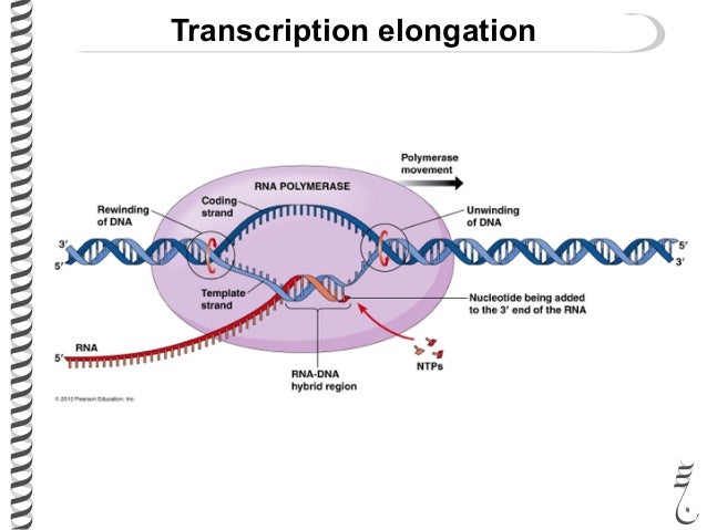 Prokaryotic transcription termination