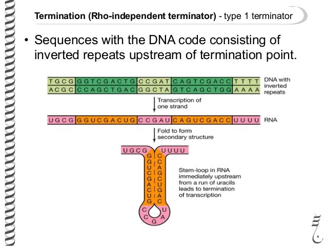 Prokaryotic transcription termination