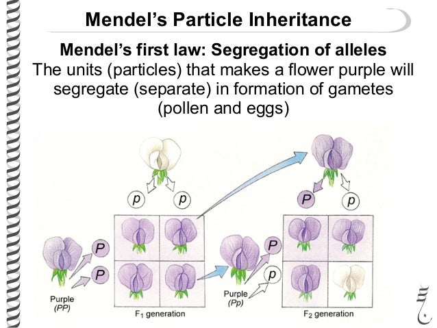 understanding the concept behind mendels law of segregation Explain mendels concept of (ii) law of segregation compile and organize data from a laboratory activity to demonstrate an understanding of the concept. understanding the concept behind mendels law of segregation Explain mendels concept of (ii) law of segregation compile and organize data from a laboratory activity to demonstrate an understanding of the concept.