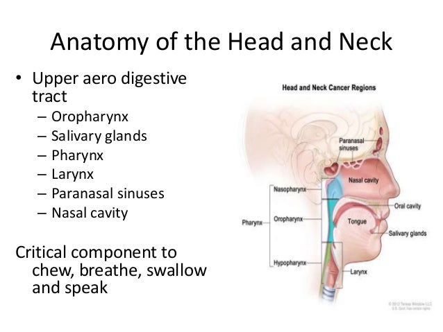 lymphoma essay lymphoma essay