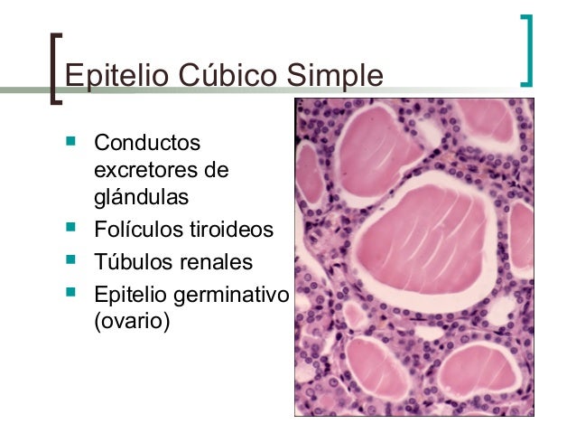 2 epitelios y glandulas