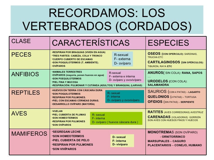 RECORDAMOS: LOS VERTEBRADOS (CORDADOS) R-sexual F- externa D- ovíparo R-sexual F- externa e interna D- ovíparo y ovovivípa...