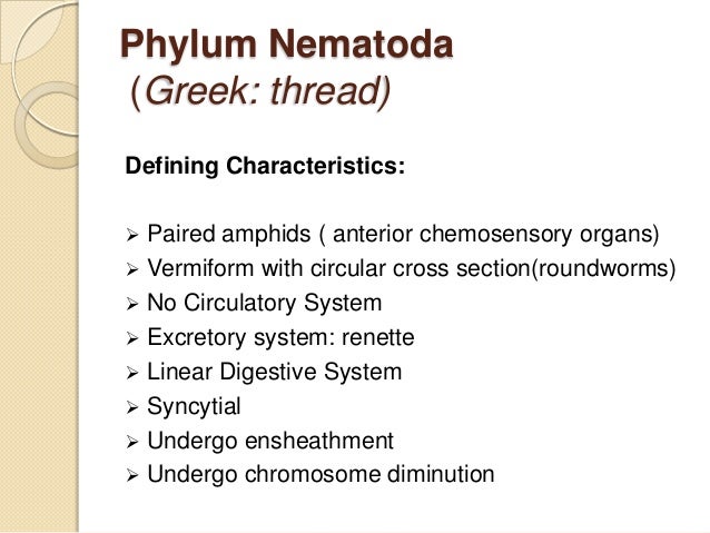 Phylum Nematoda
