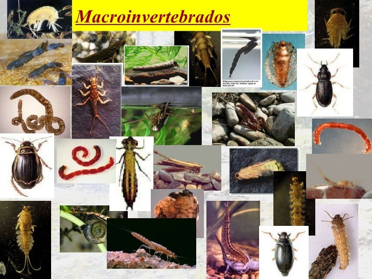 [Imagen: 2-prat-los-macroinvertebrados-quito-agos...1261051037]