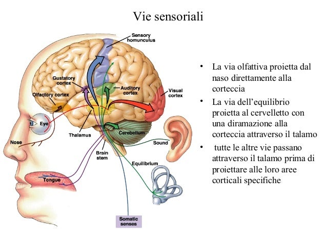 Nostri Sensi Riescono A Cogliere Tutti Gli Stimoli Presenti Nell'ambiente 2 recettori sensoriali