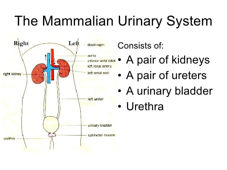 Chapter 11 Excretion Lesson 2 The Mammalian Urinary System