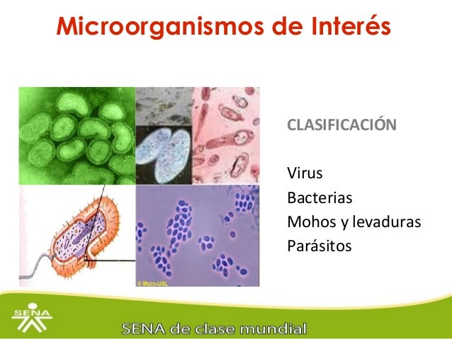 La tintura del ajo con el limón de los parásitos