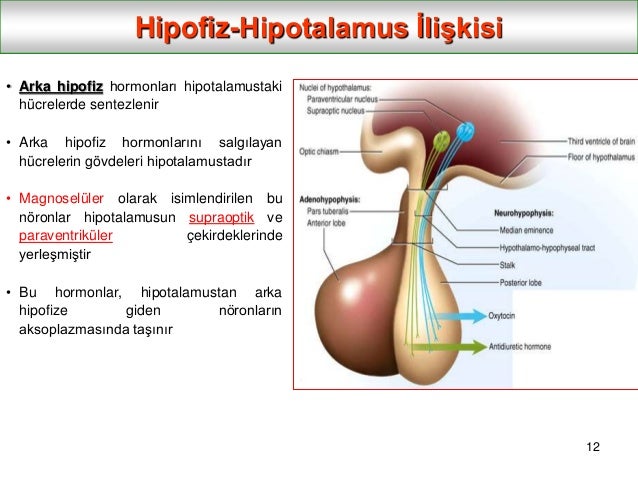 FSH ve LH nedir FSH ve LH nedir
