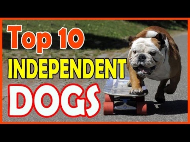 independent breeds top 10 independent breeds independent breeds top 10 independent breeds