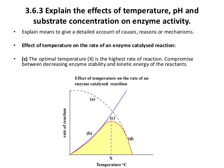 3.6 Enzymes