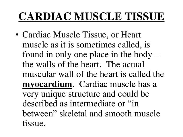 3. cardiac muscle tissue