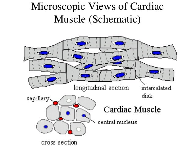 microscopic structure of cardiac muscle pdf