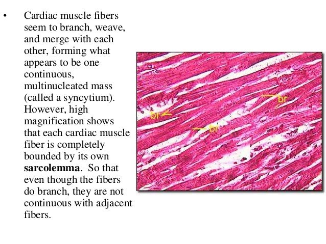 3. cardiac muscle tissue