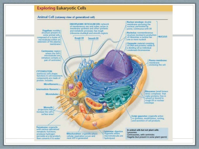 eukaryotic vs prokaryotic cells venn diagram of prokaryotic and eukaryotic cells