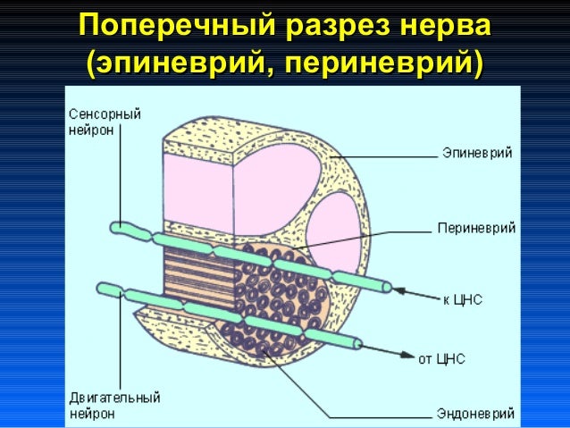 Пластика периферических нервов Пластика периферических нервов