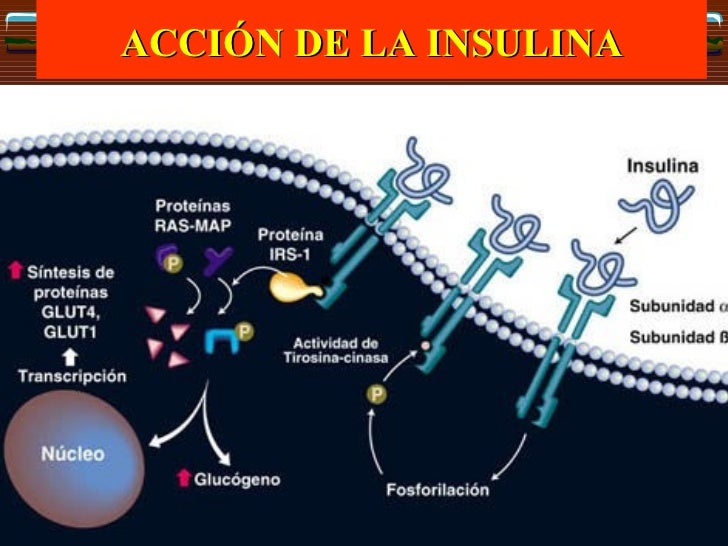 33. fisiopatologia de la diabetes 33. fisiopatologia de la diabetes