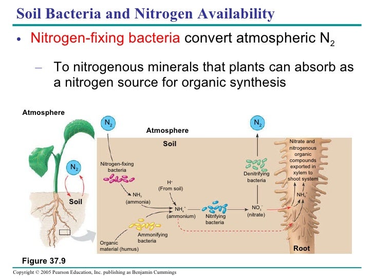 nitrogen fixing bacteria essay Many bacteria and fungi degrade organic matter, releasing fixed nitrogen for reuse by other organisms all these processes contribute to the nitrogen cycle we shall deal first with the process of nitrogen fixation and the nitrogen-fixing organisms, then consider the microbial processes involved in the cycling of nitrogen in the biosphere. nitrogen fixing bacteria essay Many bacteria and fungi degrade organic matter, releasing fixed nitrogen for reuse by other organisms all these processes contribute to the nitrogen cycle we shall deal first with the process of nitrogen fixation and the nitrogen-fixing organisms, then consider the microbial processes involved in the cycling of nitrogen in the biosphere.