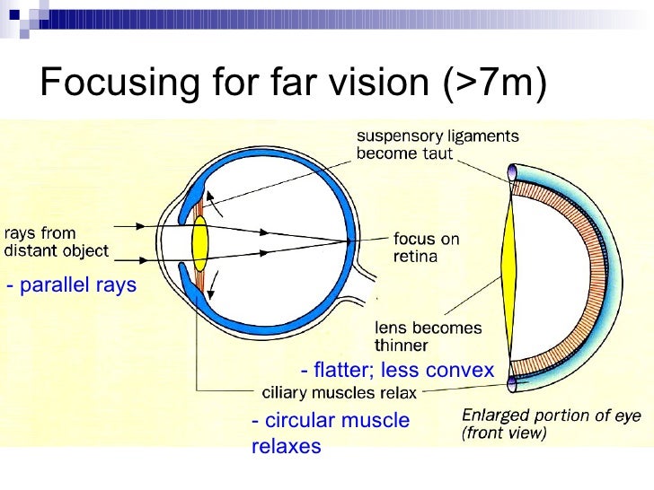 Chapter 14 The Human Eye Lesson 3 The 2 Mechanisms of the Eye 1) Ac…