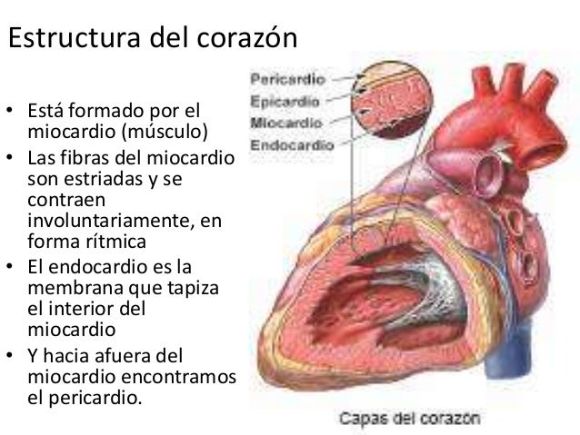 Capas Del Corazon De Adentro Hacia Afuera