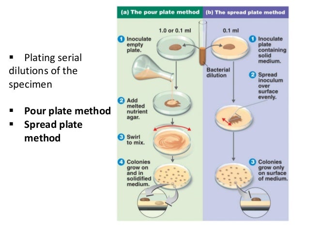 Serial dilution lab report pdf Serial dilution lab report pdf
