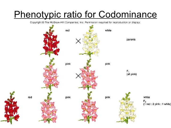 The Snapdragons - Congratulations The Snapdragons - Congratulations