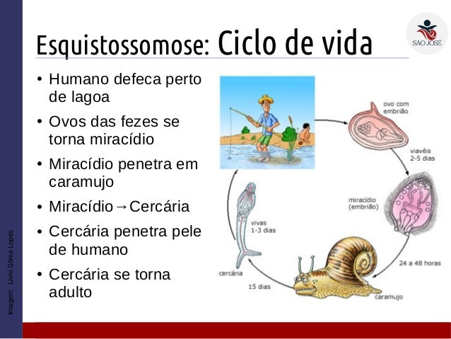 Ovos um verme em crianças de uma foto