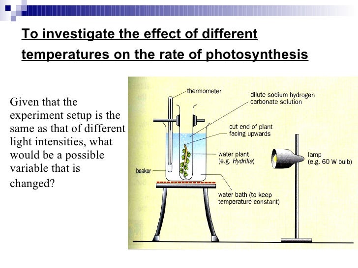 an experiment on the rate of photosynthesis an experiment on the rate of photosynthesis
