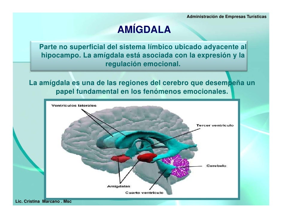 3 Inteligencia Emocional