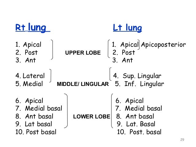 apical segments of lungs