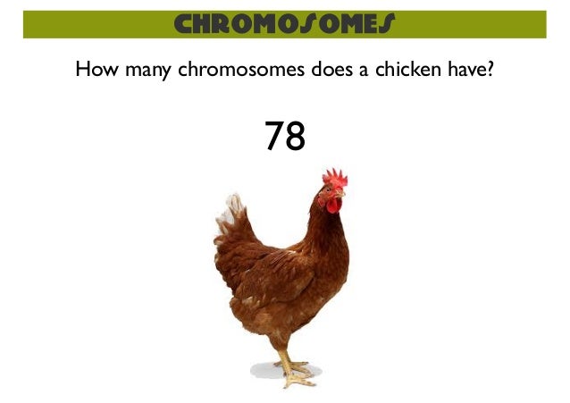 how many chromosomes does a sexual reproduction meiosis how many chromosomes does a sexual reproduction meiosis