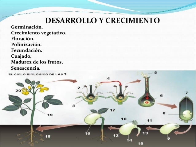 4.la relación en plantas