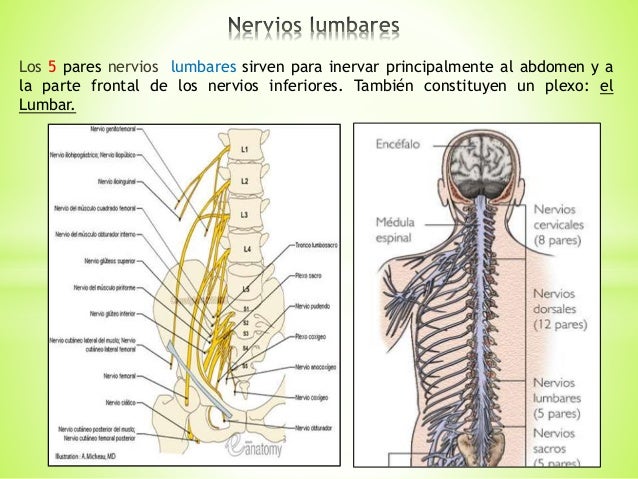 nervios espinales