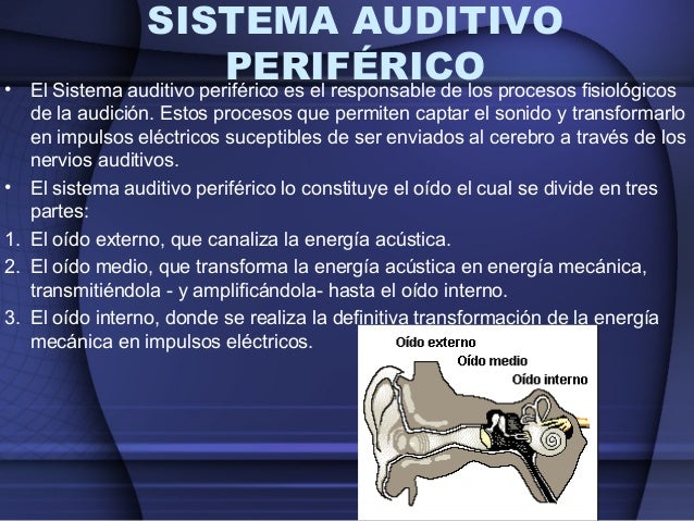 4.5 sistema auditivo martin gracia lopez