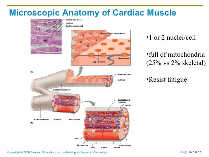 4.2 heart.copeland.2010