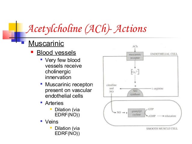 cholinergic drugs