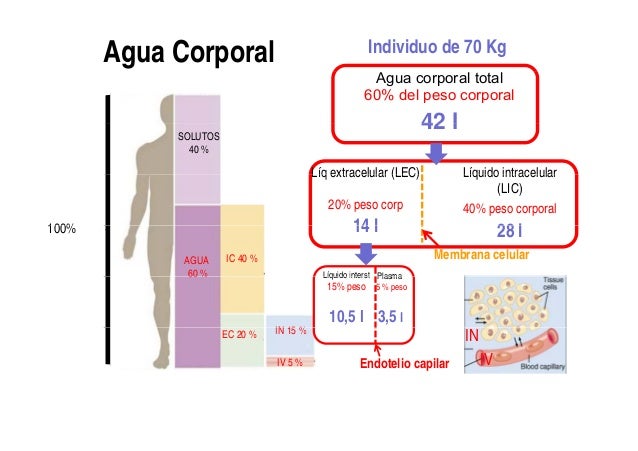 04- Manejo renal del agua