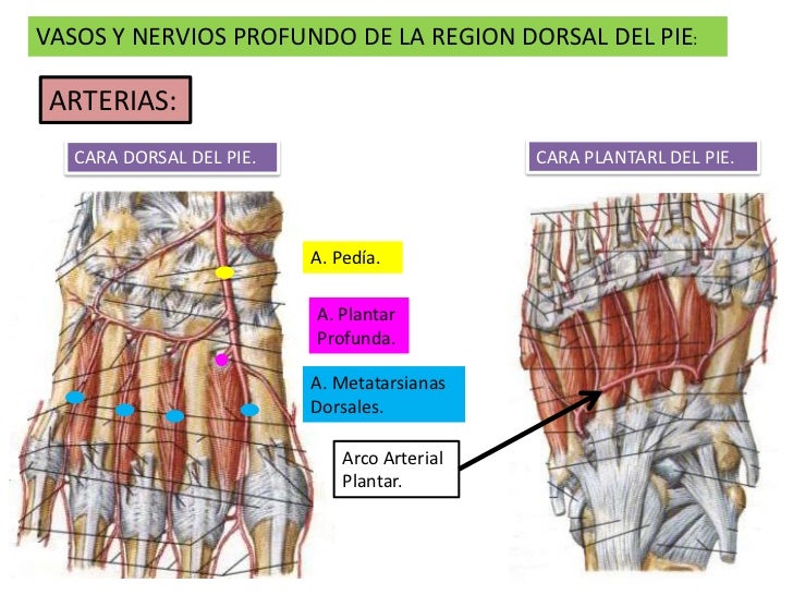 4. garganta de pie y pie