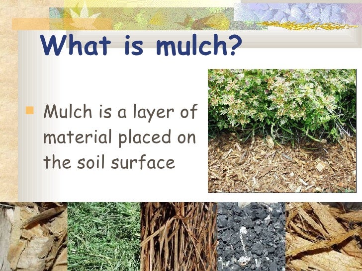 FYN Principle 4 Mulch