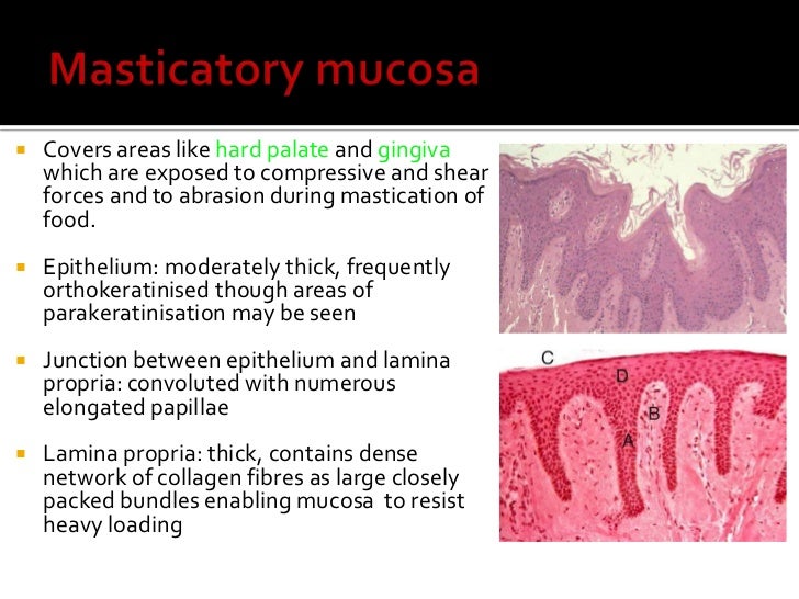 oral mucous membrane